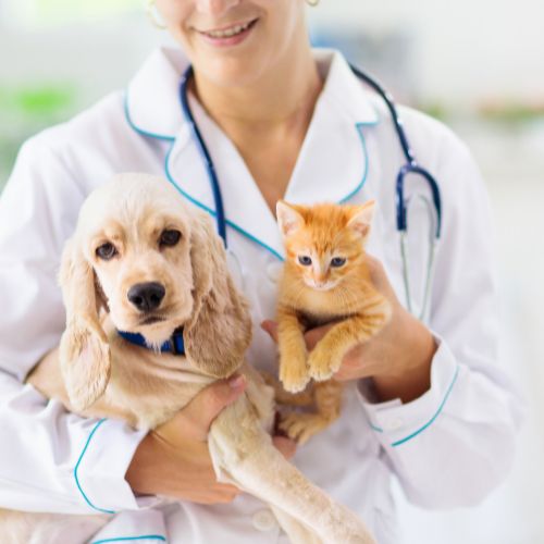 a person holding dog and a cat