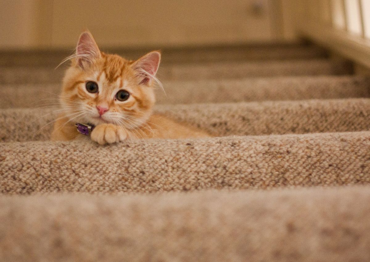 a cat lying on carpeted stairs