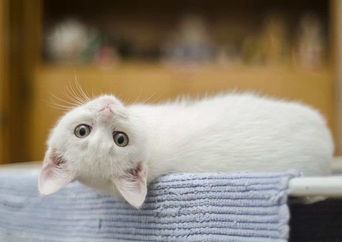 a white cat lying on a blue towel