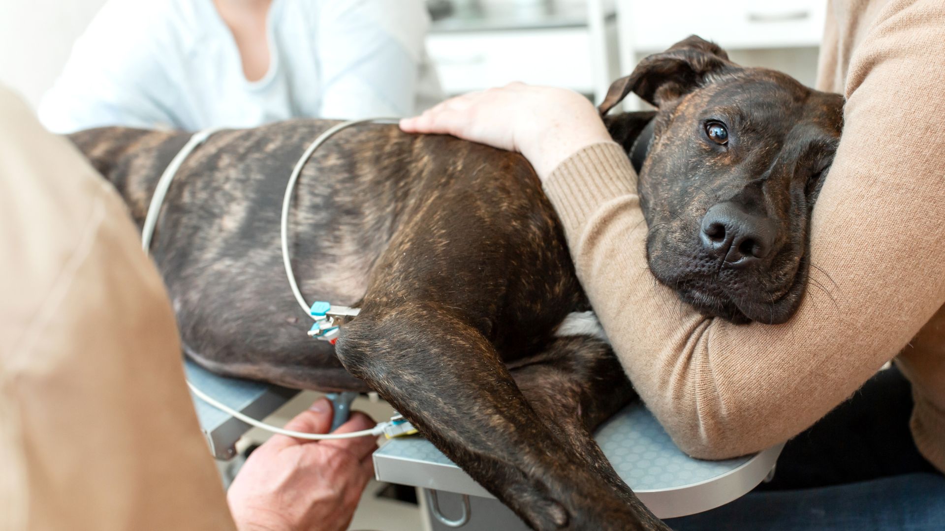 Tower Road Animal Hospital After Hours Emergencies   TRAH After Hour Emergency Banner Image 