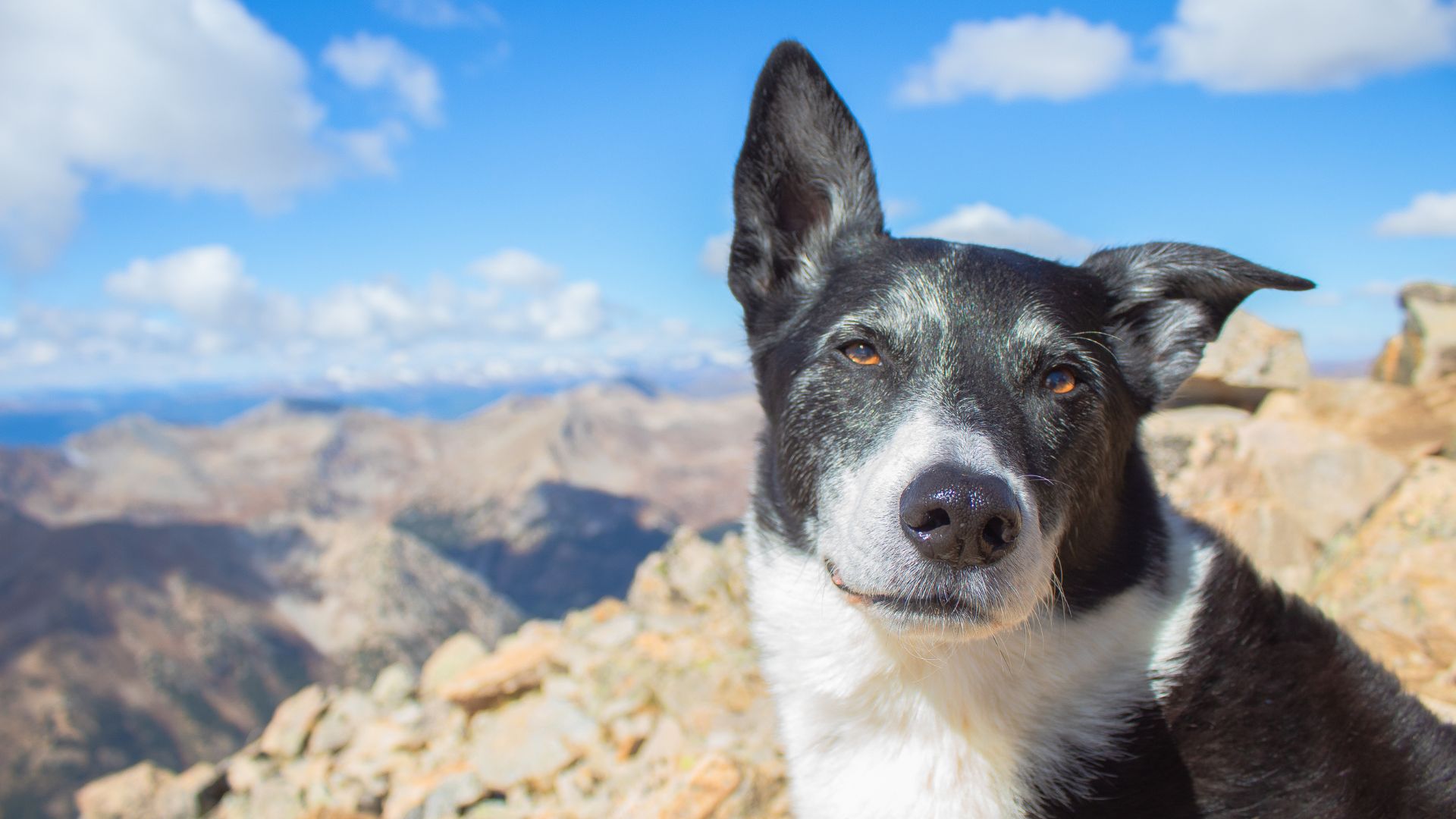 old dog with background of mountains