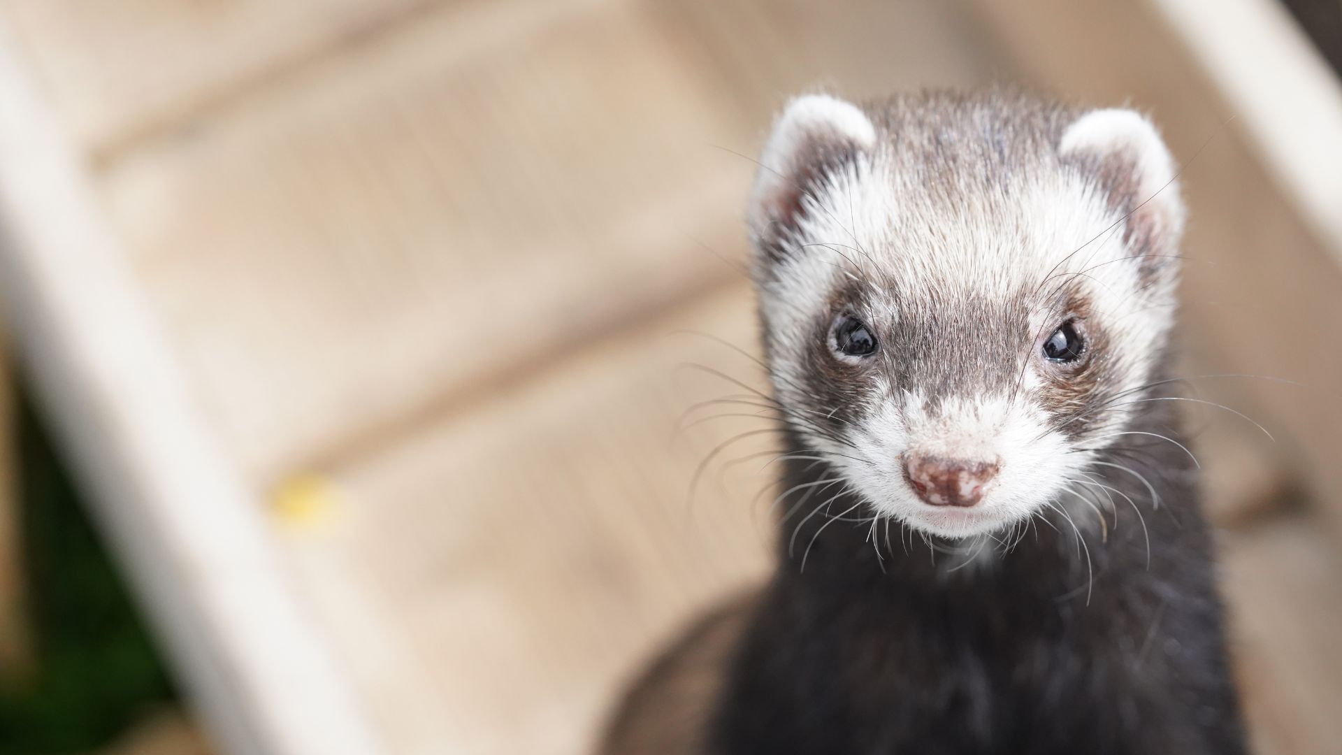 a close up of a ferret