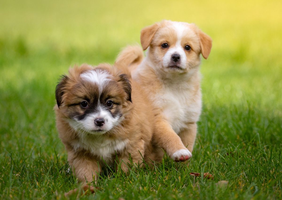 two puppies running in the grass