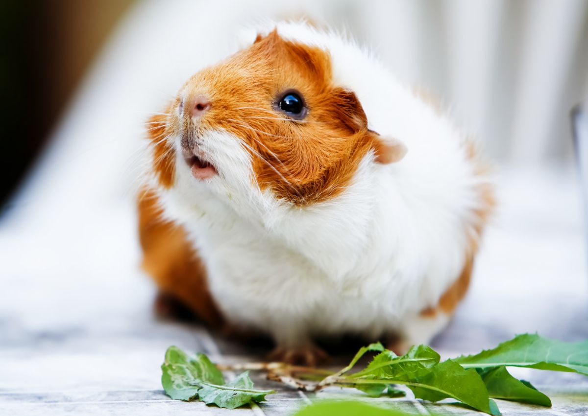 guinea pig eating greens